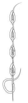 Schematic drawing of the detached chaIn stitch.
