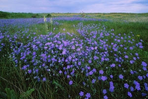 Field of flax plants.