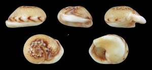 Examples of the C. neritea.