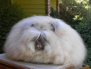 (English) Angora rabbit.