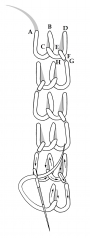 Schematic drawing of the chain and blanket stitch row.