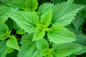 A nettle plant.