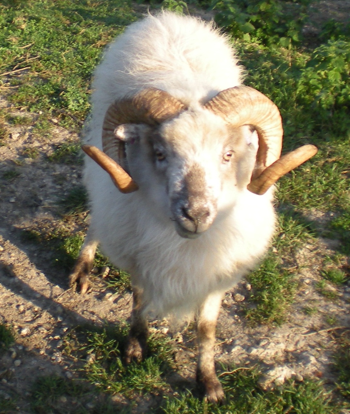 Boreray Ram. Commons Wikimedia.