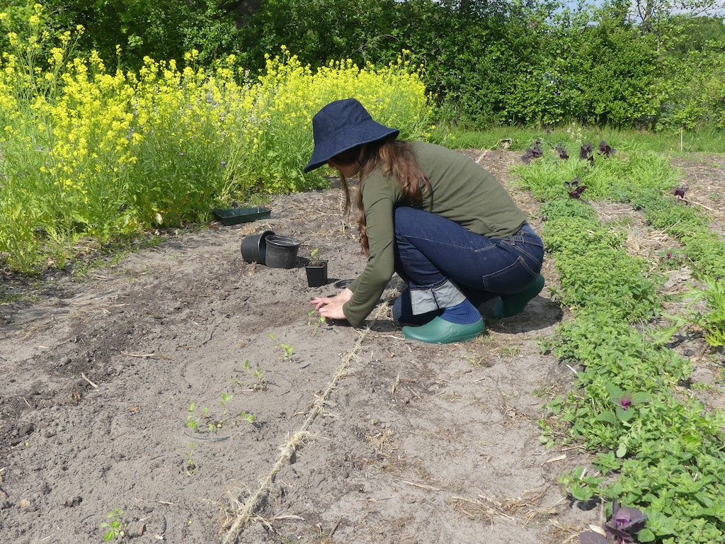 Plant2